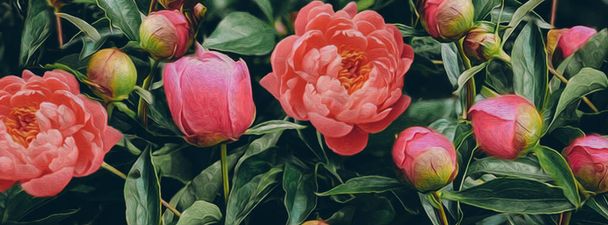Horizontal background from blooming peonies. Oil painting imitation. 3D illustration. - Foto, Bild