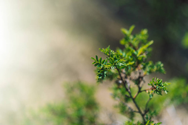 Фон зеленых листьев шиповника весной - Фото, изображение