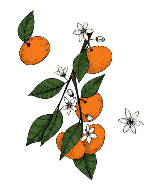 tangerines on a branch in engraved vintage style. Vector hand drawn illustration, isolated on white background - Vetor, Imagem