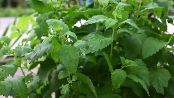 green mint leaves on a black background, fragrant herb rotates - Video, Çekim