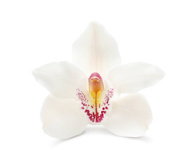 Beautiful tropical orchid flower isolated on white - Photo, Image