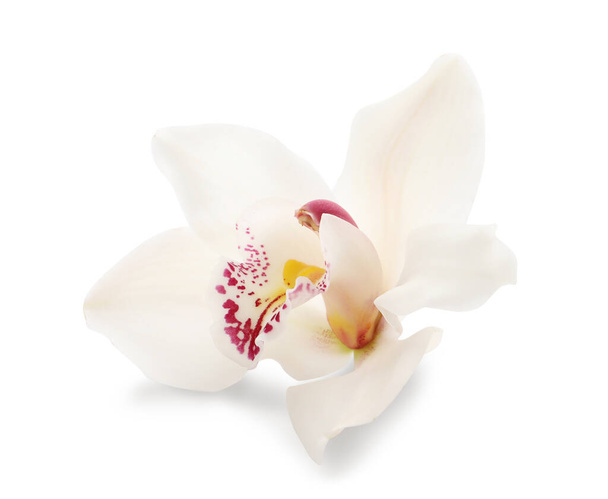 Beautiful tropical orchid flower isolated on white - Photo, Image