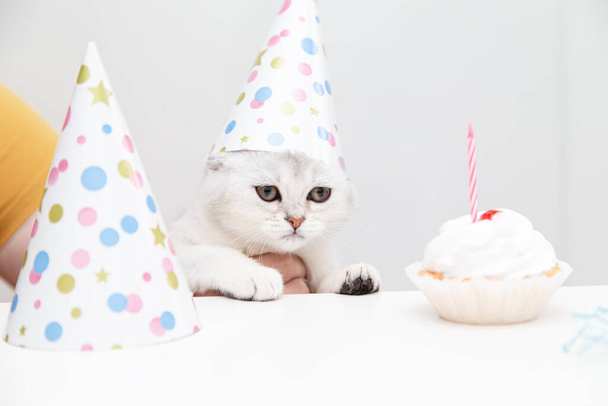 Sad white cat in a festive hat with a birthday cake on a light background. Birthday and holiday concept.  - Foto, Imagen