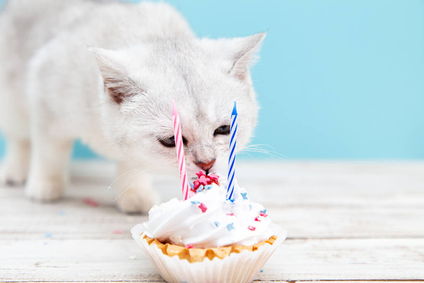 White British kitten eating birthday cake on a blue background. Holiday and birthday concept.  - Fotografie, Obrázek