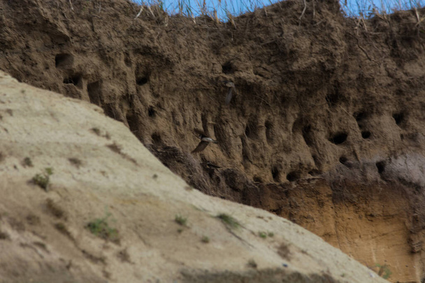 Jaskółki do jaskółek na klifach miasta Ahrenshoop na półwyspie Morza Bałtyckiego Darss w Niemczech latem. - Zdjęcie, obraz