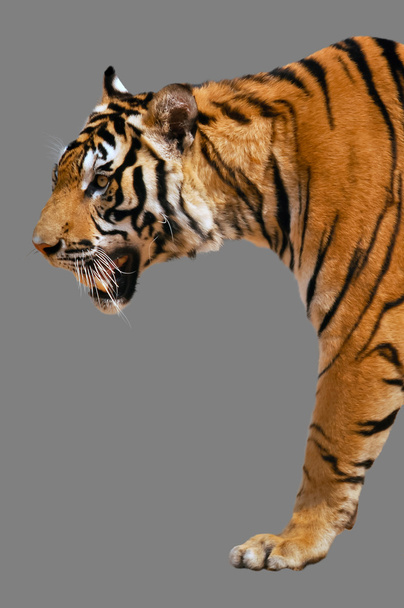 Tygrys Bengalski - Zdjęcie, obraz