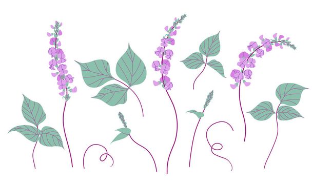 Simple dolichos flowers and green leaves isolated on white background. Blooming purple decorative twisted legume plant. Set of floral design elements. Colorful botanical vector flat illustration. - Vector, afbeelding