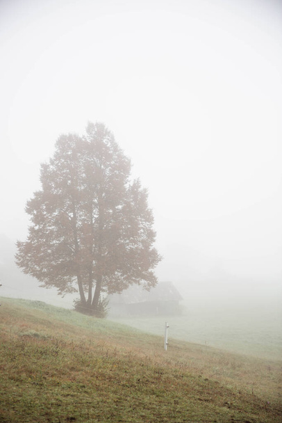 Одно дерево туманным утром с небольшим амбаром на заднем плане - Фото, изображение