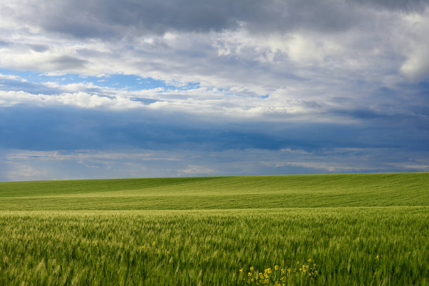 Krajina zrání pšeničných polí a oblohy s dešťovými mraky - Fotografie, Obrázek