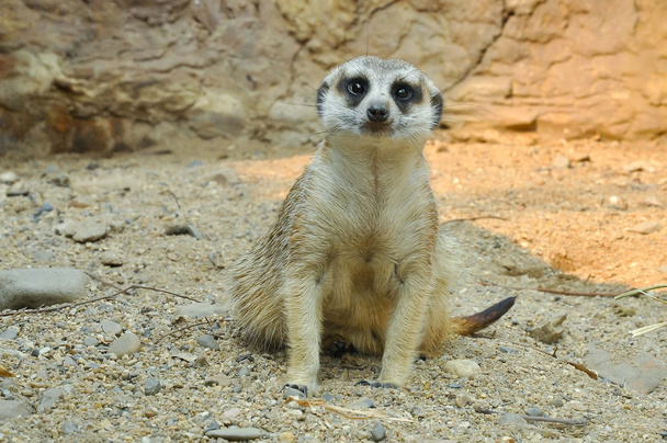 Meerkat - Φωτογραφία, εικόνα