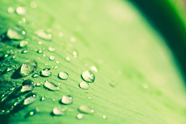 Morning dew, sunrise after the rain, the sun shines in the water drops or rain drops of a green leaf, macro - Photo, Image