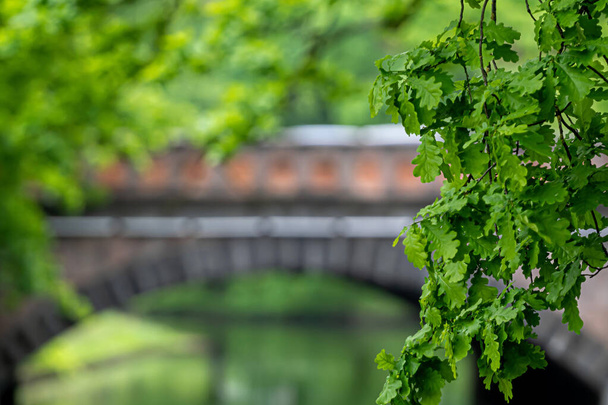 close-up of oak branches on a defocused background with an old arched bridge, space for text - Foto, Bild