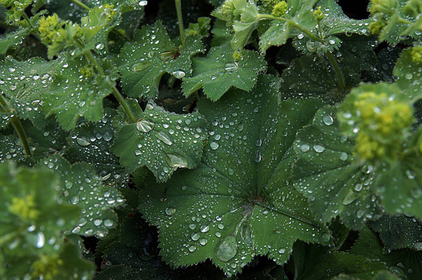 Po dešti, velké kapky na zelené listy, vyfocené v přirozeném denním světle shora. - Fotografie, Obrázek