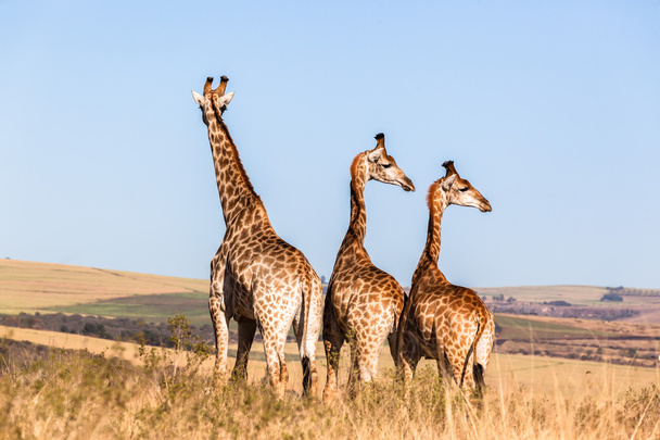 Жирафы три диких животных
 - Фото, изображение