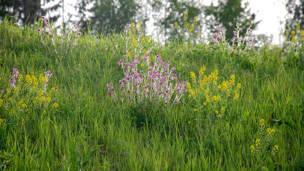 Among the grass are blooming pink and yellow flowers. The picture was taken against a backlight. - Foto, afbeelding
