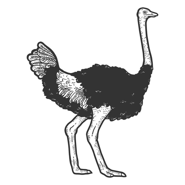 Bird ostrich. Sketch scratch board imitation color. - Vector, Image