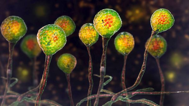 マウス型、黒真菌、パン型真菌、 3Dイラスト。皮膚、鼻腔、脳および肺を含む粘膜を引き起こす機会の多い真菌。Covid-19の合併 - 写真・画像