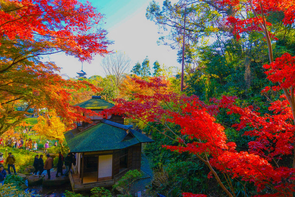 鮮やかな秋の色と日本の家。撮影場所:神奈川県横浜市 - 写真・画像