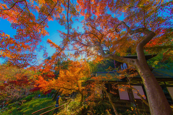 Los colores vivos otoñales y la casa japonesa. Ubicación del tiroteo: Yokohama-city kanagawa prefecture - Foto, imagen