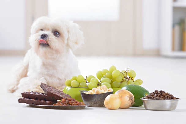 Malý bílý maltský pes a potravinové složky toxické pro něj - Fotografie, Obrázek