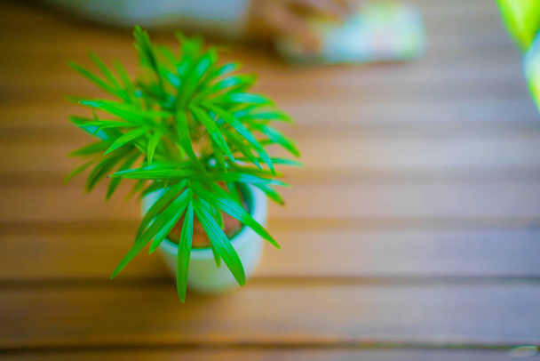 Planta de interior colocada sobre la mesa de madera. Ubicación del tiroteo: Yokohama-city kanagawa prefecture - Foto, imagen