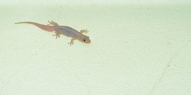 Geco doméstico en la pared de la casa. Una lagartija con una cola creciendo en una pared de hormigón. lagarto de pared con bady áspero y granulado - Foto, Imagen