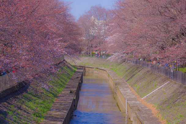 Los tercios de Sakura florecen en Zempukuji Park. Ubicación del disparo: Zona metropolitana de Tokio - Foto, imagen