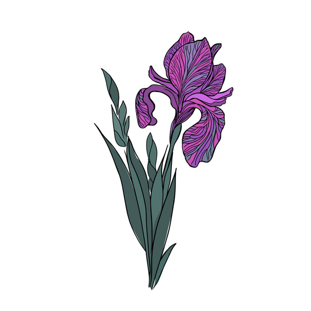 The flower irises is a purple object. Vector illustration - Вектор, зображення