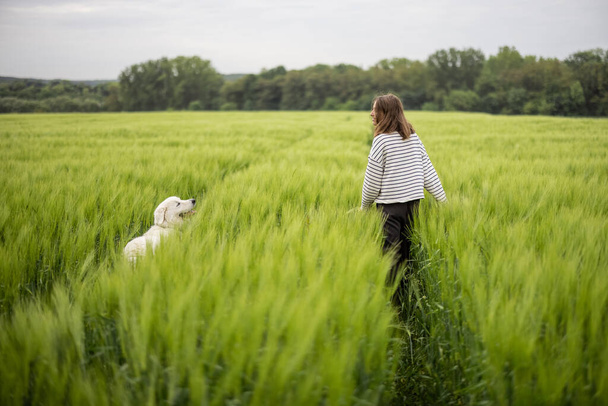 Happy big white sheepdog walking on green rye field - 写真・画像