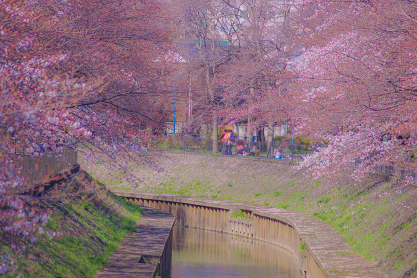 Los tercios de Sakura florecen en Zempukuji Park. Ubicación del disparo: Zona metropolitana de Tokio - Foto, imagen