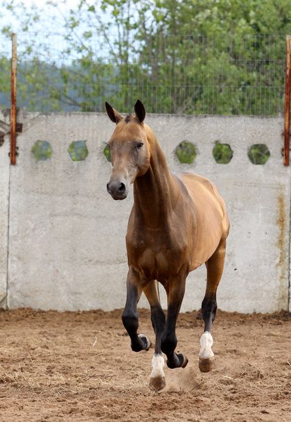 akhal-teke horse runs - Photo, Image