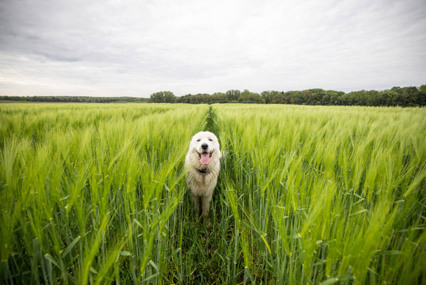 Щаслива велика біла вівчарка, що ходить на зеленому житньому полі
 - Фото, зображення