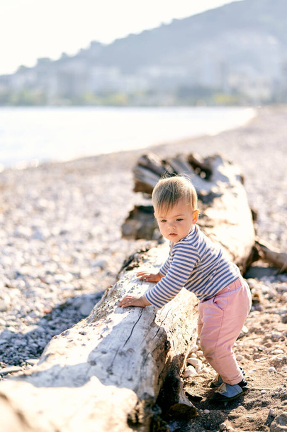 Kid stands leaning on a snag of a tree on the beach - Foto, Imagem