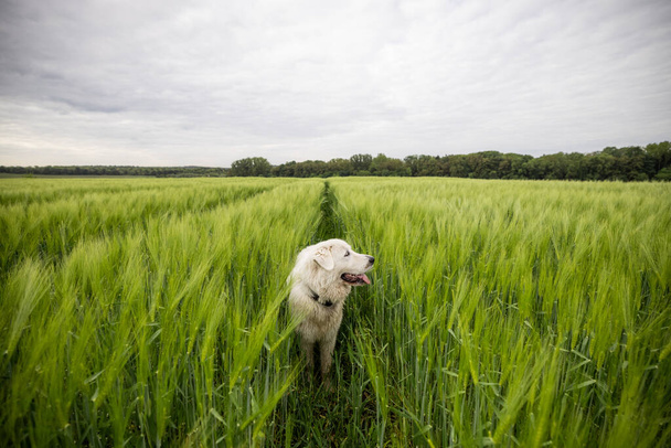 Mutlu büyük beyaz çoban köpeği yeşil çavdar tarlasında yürüyor - Fotoğraf, Görsel