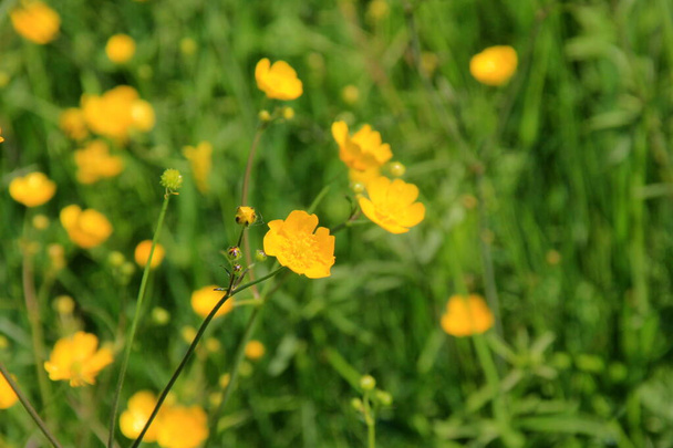 Žluté máslové květy v létě na zelené přírodní louce. Selektivní zaměření. - Fotografie, Obrázek
