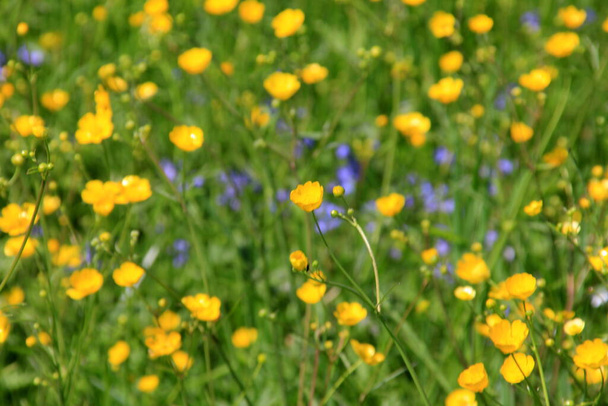 Keltainen leinikki kukkia kesällä vihreä luonnollinen niitty. Valikoiva painopiste. - Valokuva, kuva