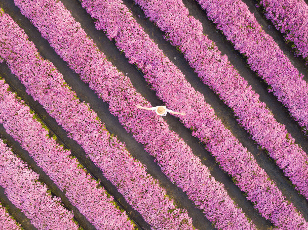 Pembe kasımpatı çiçek çiftliğinin simetrik sırasının havadan görünüşü. Beyaz elbiseli genç bir kadın bahar ve yaz seyahatleri için rahatça yürüyor ve dönüyor. - Fotoğraf, Görsel