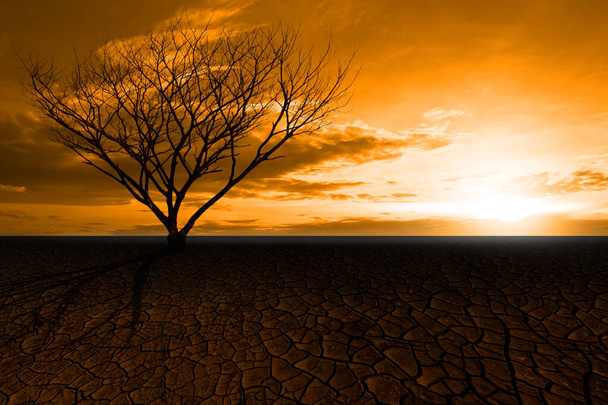 Kuollut puu ääriviivat kuiva puu oksa auringonlaskun taustalla - Valokuva, kuva