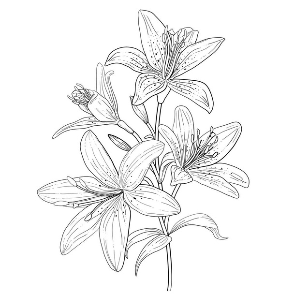 Outline linear art of blooming lily. Hand drawn lilies flower isolated Vector illustration. - Vetor, Imagem