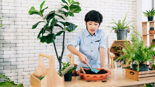Asyalı bir erkek çocuk, evdeki bir ev bitkisine toprak ekmeye hazırlanmak için çömleğe toprak atarak bitkilerle ilgilenmeyi sever. Çalışma aktiviteleriyle oynamak. Çocuk eğlencesi ve yaşam tarzı. - Fotoğraf, Görsel