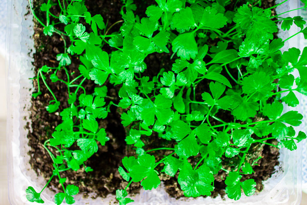 Kotitekoinen vihreät maahan läpinäkyvässä astiassa - Valokuva, kuva