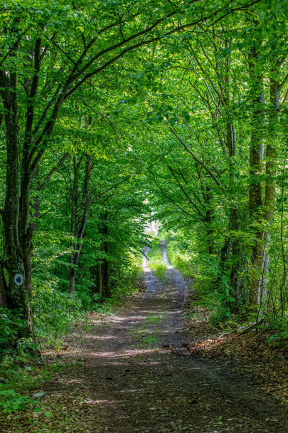 A vertical shot of a narrow dirt road passing between vibrant green trees in a deciduous forest - Фото, изображение