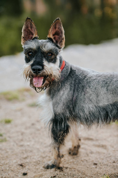 A portrait of a miniature schnauzer in a park under the sunlight with a blurry background - Foto, Imagen