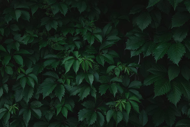 Green leaves background. Green leaves with copy space. They are color tone dark. Green Leaves Texture Background. photo concept nature and plant. - Fotó, kép