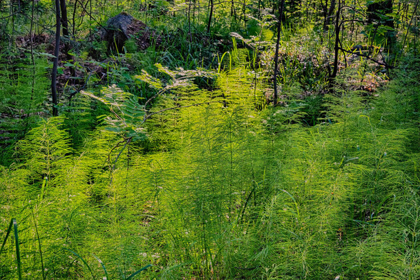 Пейзаж, на котором изображен хвостик, имеет все оттенки зеленого, от холодного сине-зеленого в тени до теплого желто-зеленого, освещенного заходящим солнцем.. - Фото, изображение