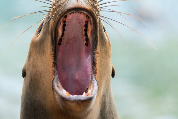 Portrait of a female southern sea lion (Otaria flavescens) in an austrian zoo - Foto, imagen