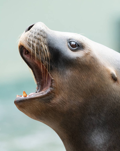Portrait of a female southern sea lion (Otaria flavescens) in an austrian zoo - Photo, Image