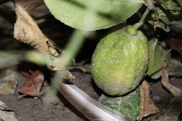 смачний і здоровий зелений лимон на дереві на фермі для збору врожаю
 - Фото, зображення