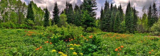 Panorama de primavera floreciente bosque glade. Pradera floreciente cerca del bosque con hierbas, flores silvestres de color naranja brillante y amarillo entre abedules y abetos, cielo nublado. Belleza de la naturaleza en primavera - Foto, Imagen