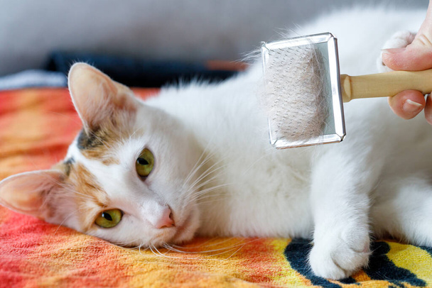 Kissan hoitotuotteita. harja täynnä hiuksia ja makaa taustalla rento kotimainen kissa  - Valokuva, kuva